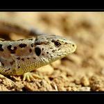 Lacerta agilis
