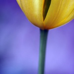 Tulipán