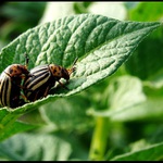 Ako sa darí našim zemiakom 2!