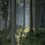 Světlo lesa