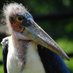 Marabu africký (Leptoptilos crumeniferus Lesson, 1831)