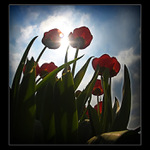 snídaně v tulipánech