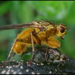 Výkalnice hnojní - Scatophaga stercoraria
