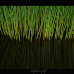 Reflexion of life
