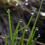 Zelená optika