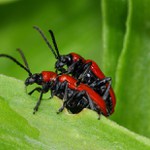 láska prochází žaludkem