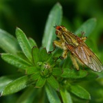 její jméno zní -  Výkalnice hnojní