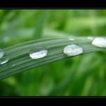 rosa,rosa,rosicka :)