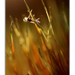 Malinkatý pakomárek