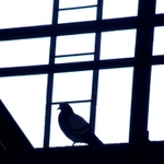 ...černobílý svět...