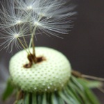 ...poslední chmýří...