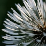 Morning Dawy Dandelion