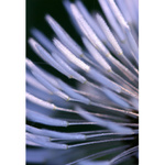 Dawy Dandelion - Part II.