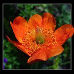 Zarputilá skalnička nerespektující rámeček