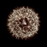 Pavučina z pampelišky