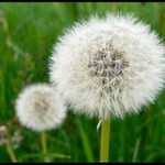 Veľká, malá najmenšia...