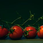 Prostě jenom rajčata