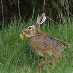 Zajíc s pampeliškou