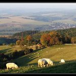 Želechovské paseky