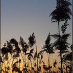 Palmy alebo tráva ..