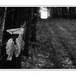 Still Leaves