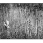 Fear Of The Winter Queen