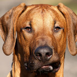 Já to vidím, pane Rusku!