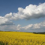 Mraky nad řepkovým polem