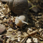 kočovník