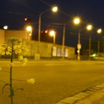 sama v meste popri ceste