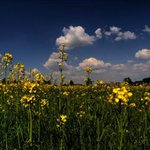 Černošice-Mokropsy