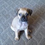 Můj pes Bobík (2 měsíce)