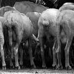 Čo chvost, to skvost!