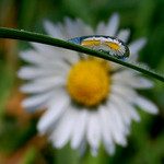 ++ Kokoktavá sedmimikráska ++