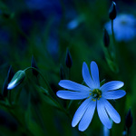 ...Ospalé probuzení...