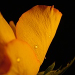 o liščím usínání...