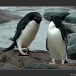 a do té hospody večer stejně půjdu!!