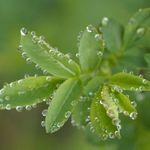 listy ozdobene destem