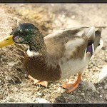 Starý kačer na procházce