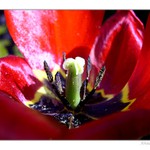 Tulipán