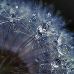 ...perličkové tajnosti ...