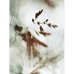 ...trávničkové fantazie...