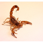 Mesobuthus martensii