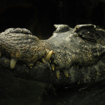 Vyčistíš mi zuby?