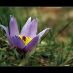 Poslední chlupáč...