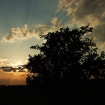 With sad mood - Tree in sunset