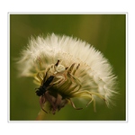 Smrteľné objatie II