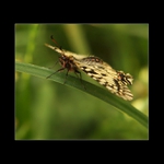 Pestroň vlkovcový ( Zerynthia polyxena) IV