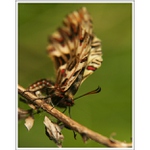 Pestroň vlkovcový  V