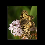 Pestroň vlkovcový VI